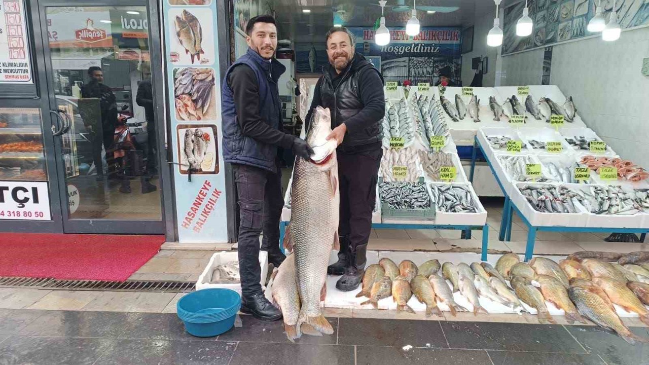 Batman’da dev turna balığı ilgi odağı oldu
