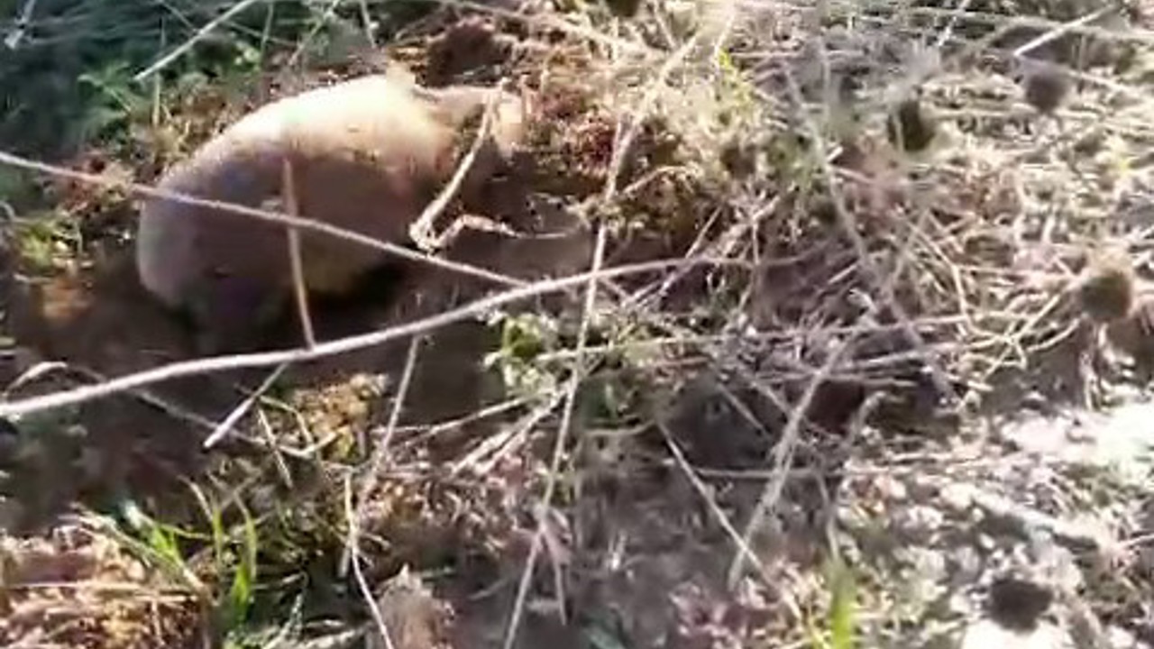 Yer altının gizemli canlısı Manisa’da ortaya çıktı
