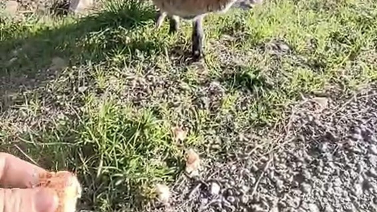 Tarihi Alan’da insanlara alışan tilki bölgenin maskotu oldu
