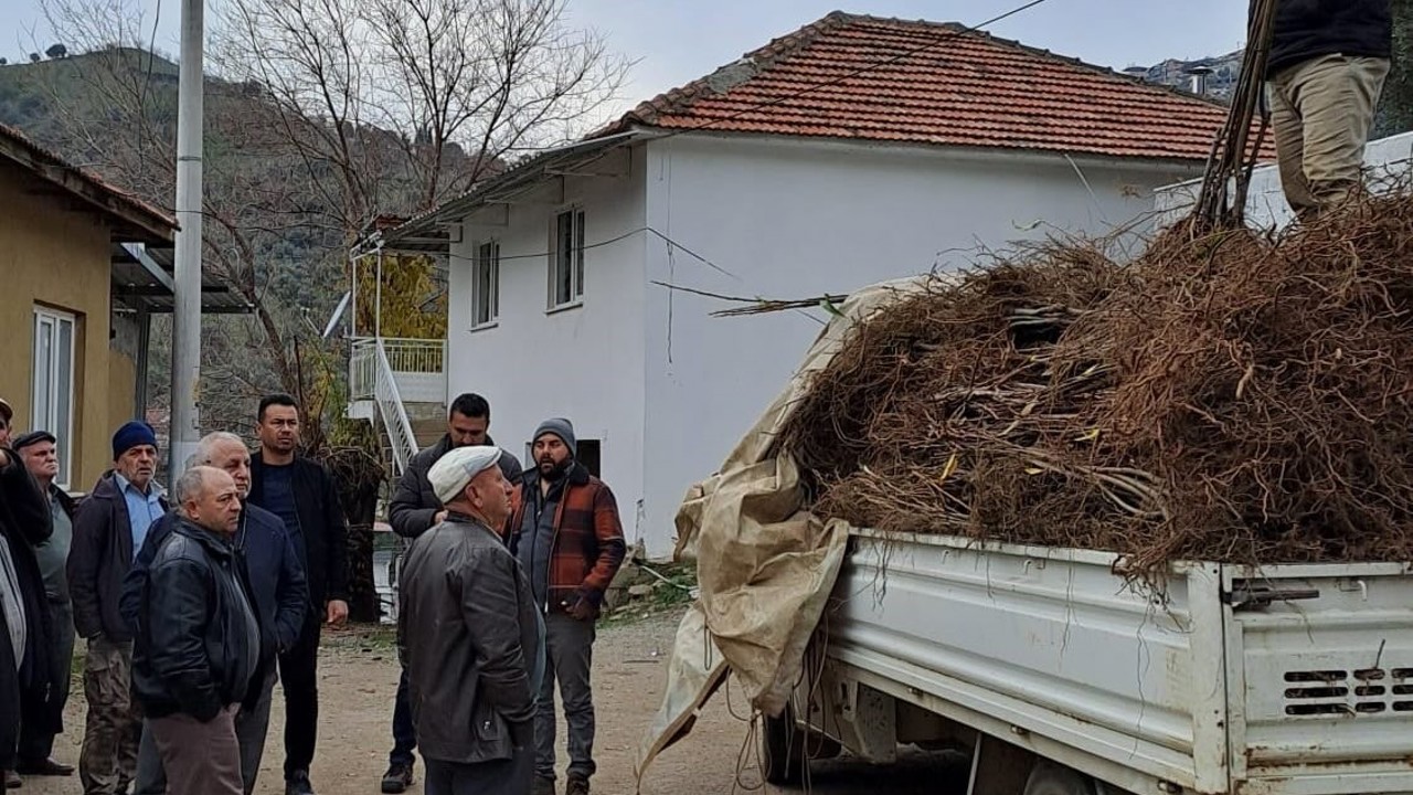 Köşk’te köklü kestane fidanları üreticilere dağıtıldı

