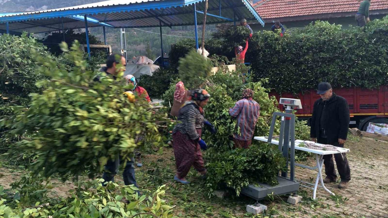 Kilogramı 25 liradan satılan defne yaprağı bir köyün geçim kanağı oldu
