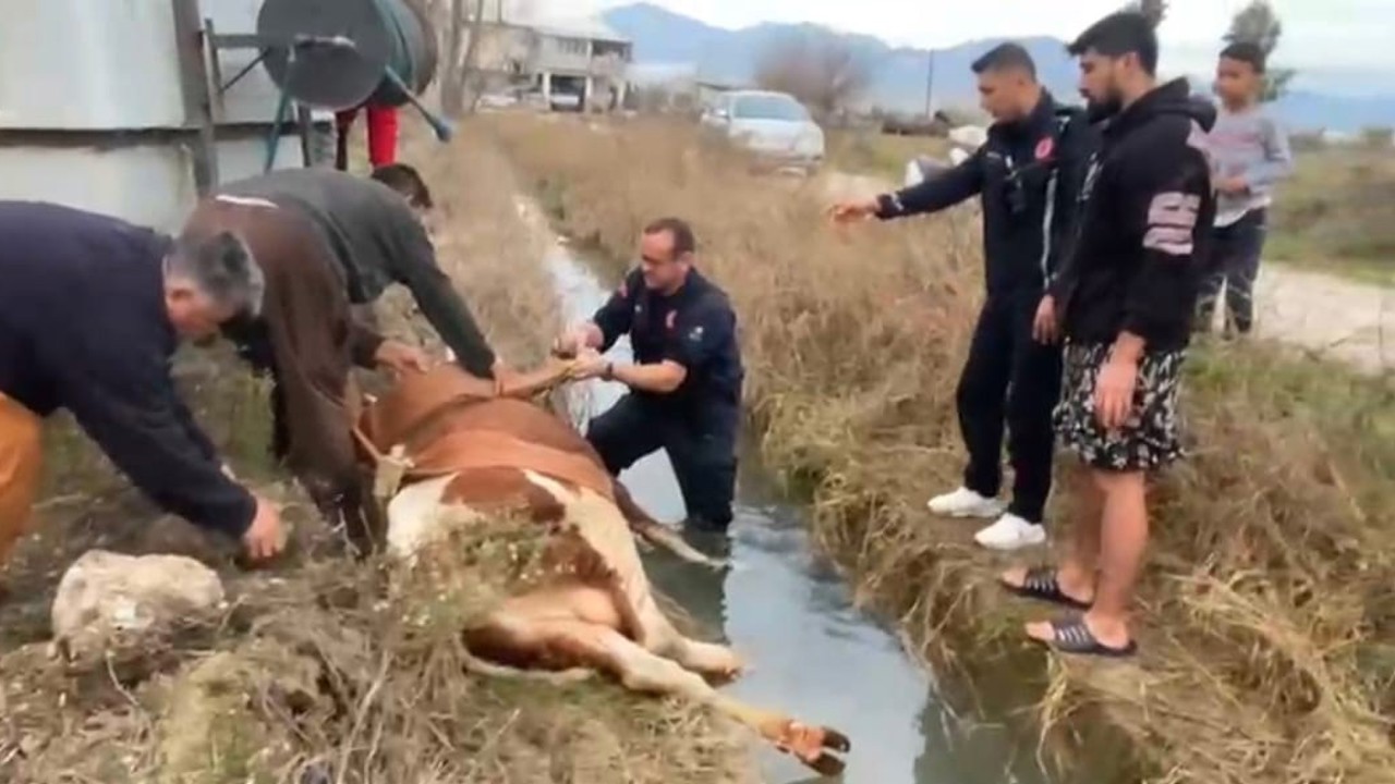 Su kanalına düşen inek itfaiyenin 1 saatlik çalışmasıyla kurtarıldı
