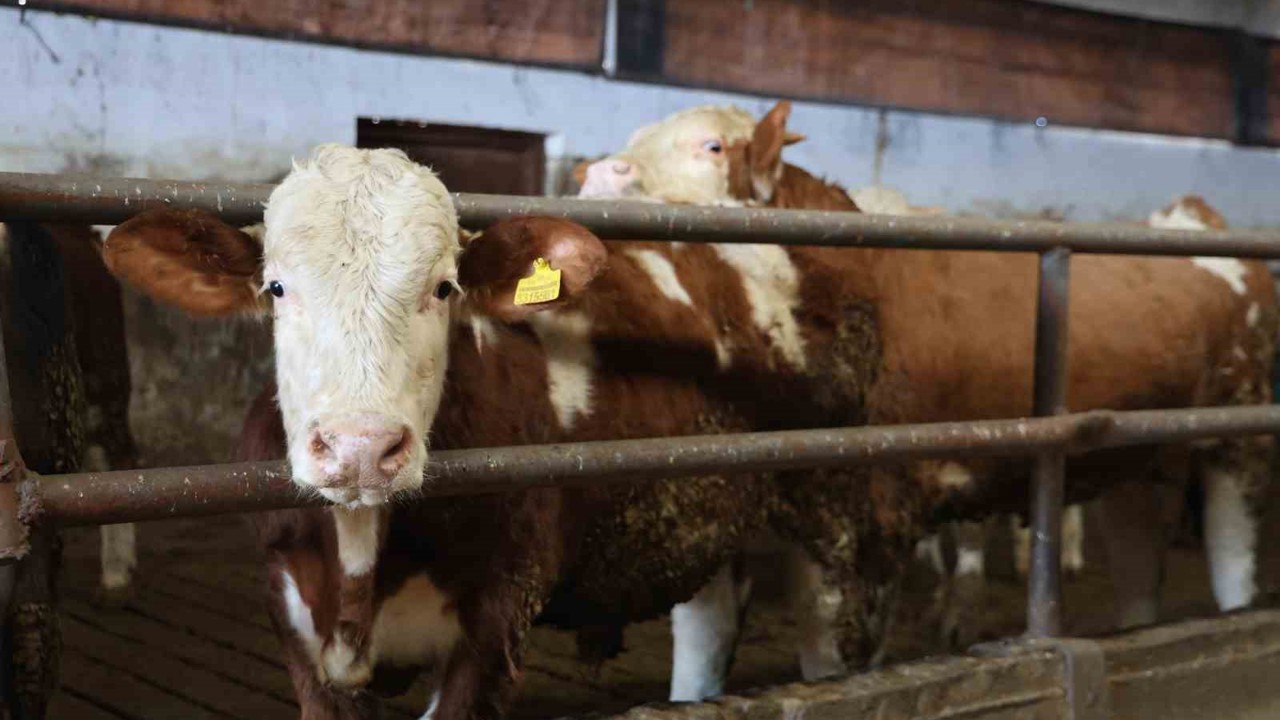 Yüzde 60 hibe aldığı destekle 300 hayvanlık çiftlik kurdu
