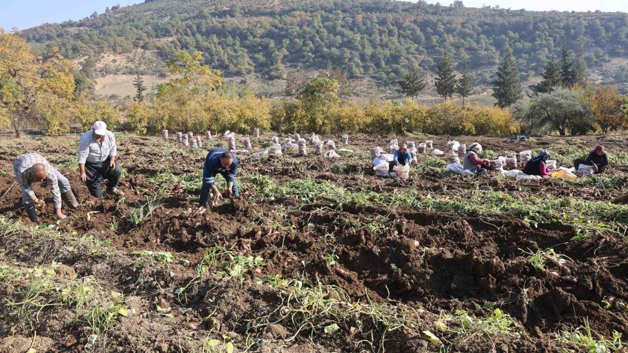 Kuraklık nedeniyle verimin yarı yarıya düştüğü tatlı patateste son hasat yapıldı
