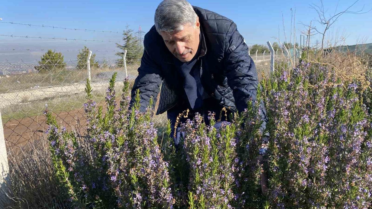 Yapılan 10 yıllık çalışma sonucunda artık Eskişehir’de biberiye üretilebiliyor
