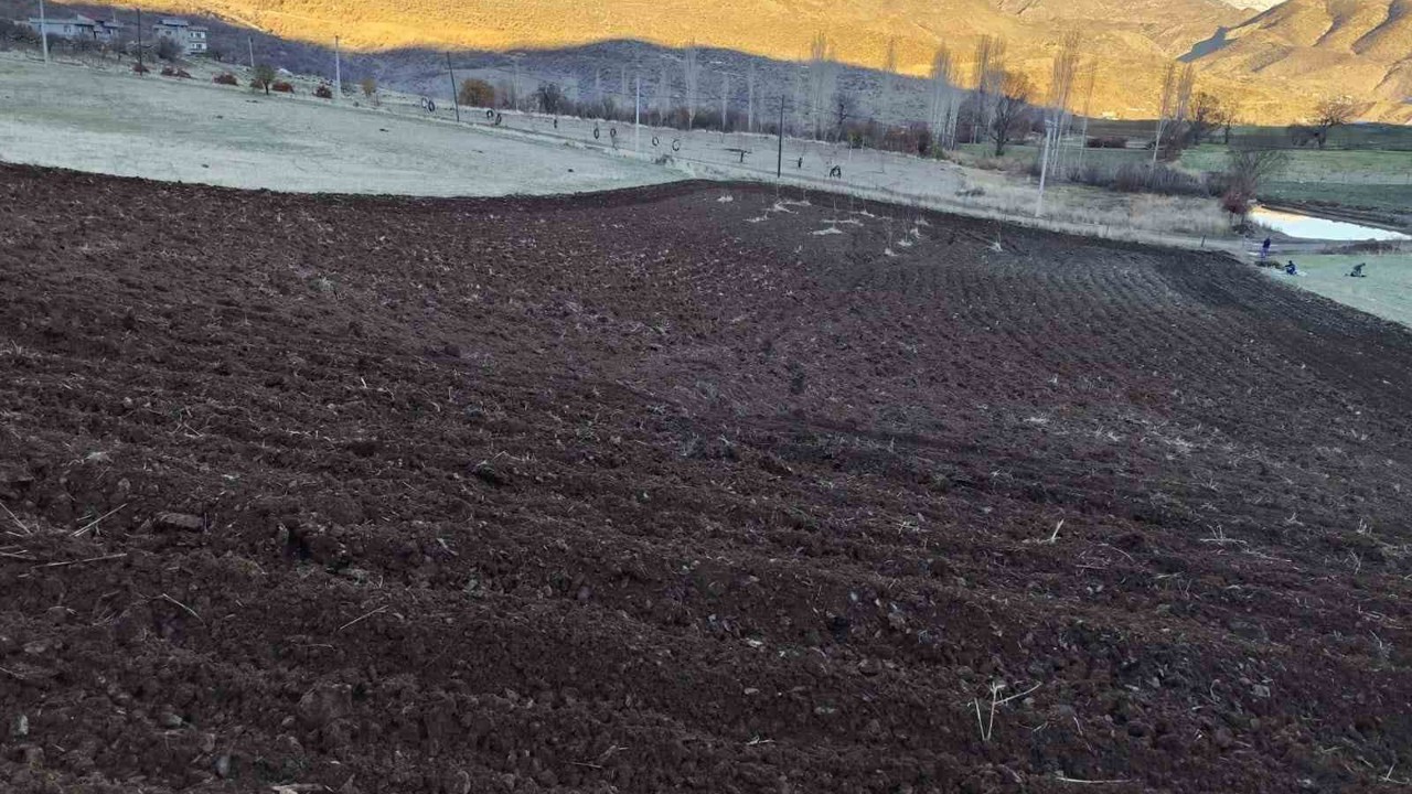 Arpalar kar yağmadan toprakla buluşuyor
