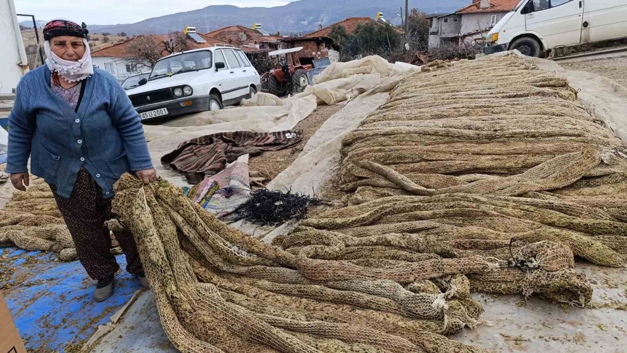 Selendi’de tütünde hasat bitti, kolileme mesaisi başladı

