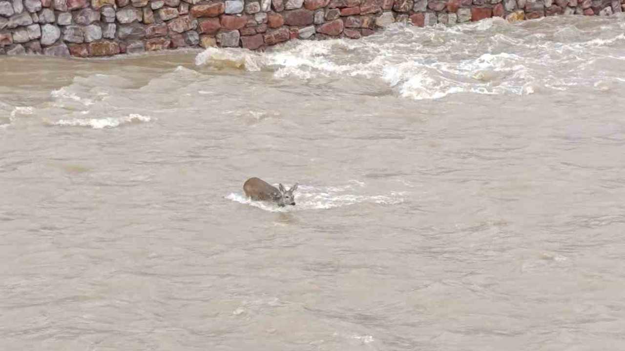 Çaya düşen karaca kurtarıldı
