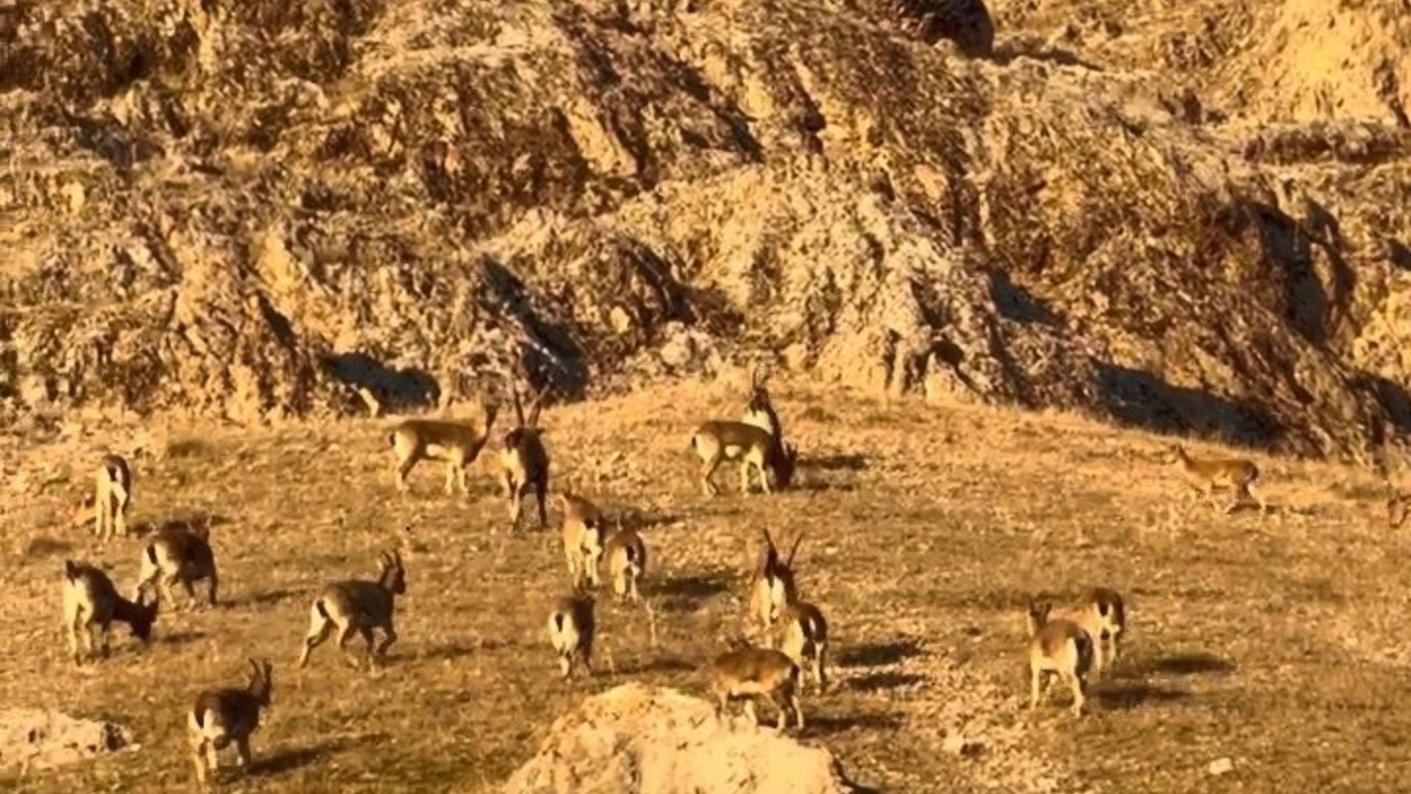 Palu’daki tarihi kalede dağ keçileri görüldü
