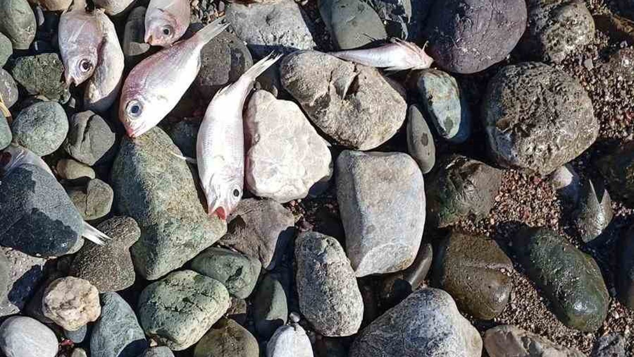 Datça’da çok sayıda ölü balık kıyıya vurdu
