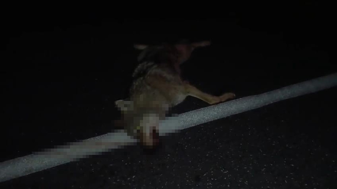 Adilcevaz’da araçların çarptığı kurt telef oldu
