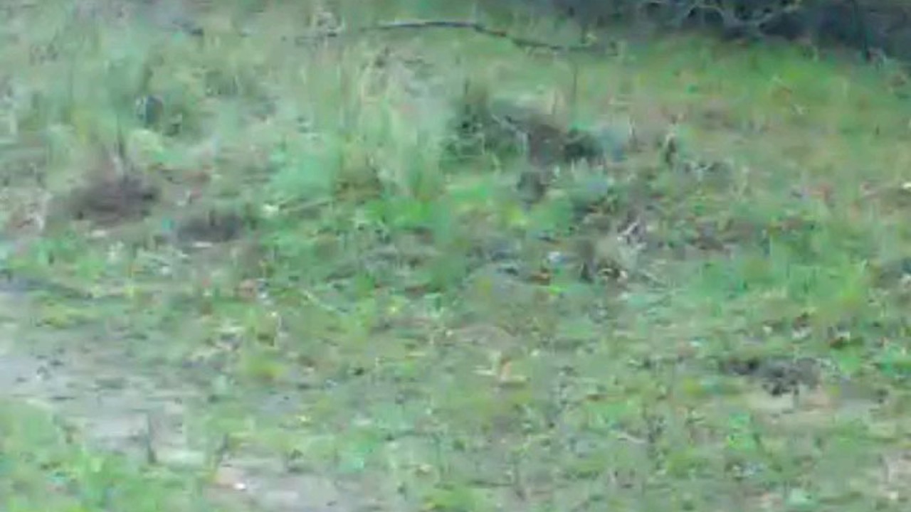 Fotokapanına takılan iki tavşan gülümsetti
