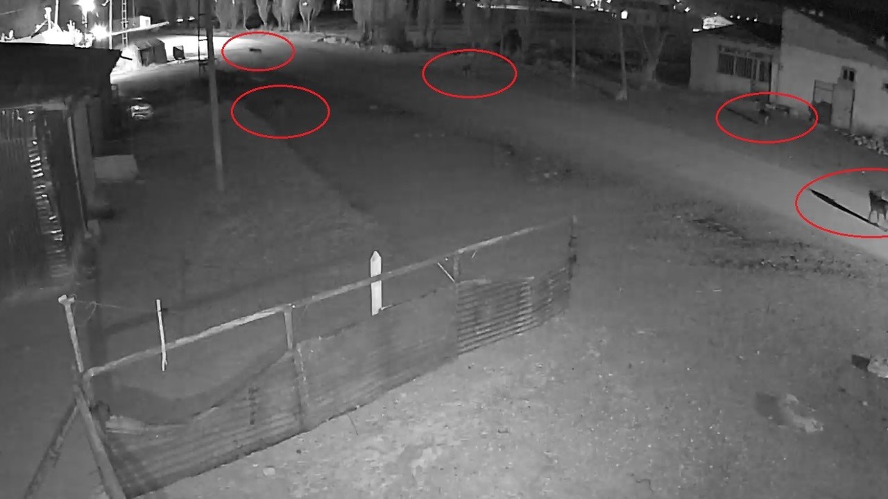 Bayburt’ta 5 kurdun köpeği tuzağa çektiği anlar kamerada

