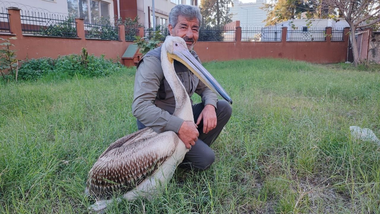 Yaralı pelikanın yürek ısıtan dostluğu
