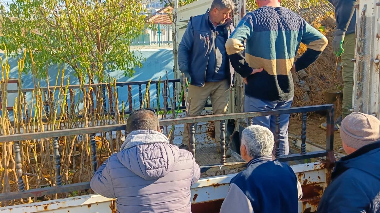 Koçarlı’da üreticiye 4 bin incir fidanı dağıtıldı

