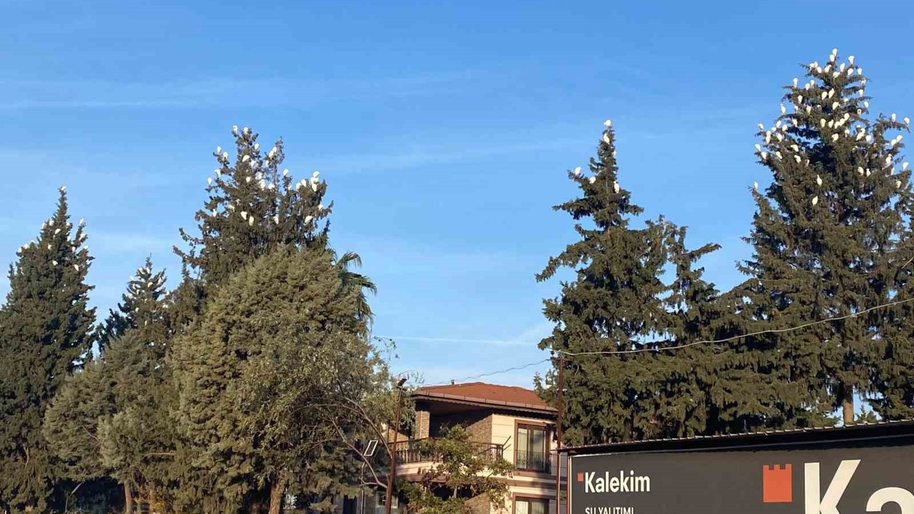 Osmaniye’de sığır balıkçıllarının kış konaklaması ilgi çekiyor
