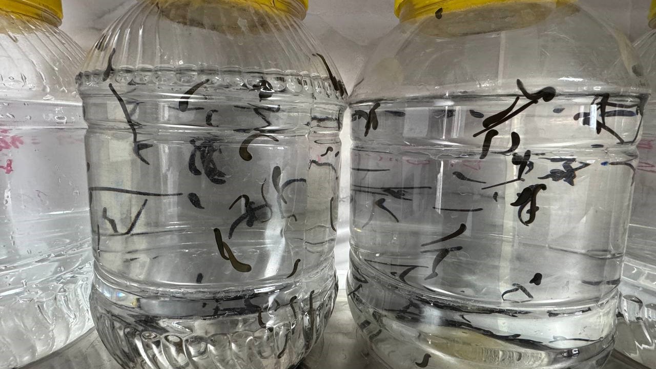 Eğirdir’de yılda 20 bin tıbbi sülük kontrollü ortamda üretiliyor
