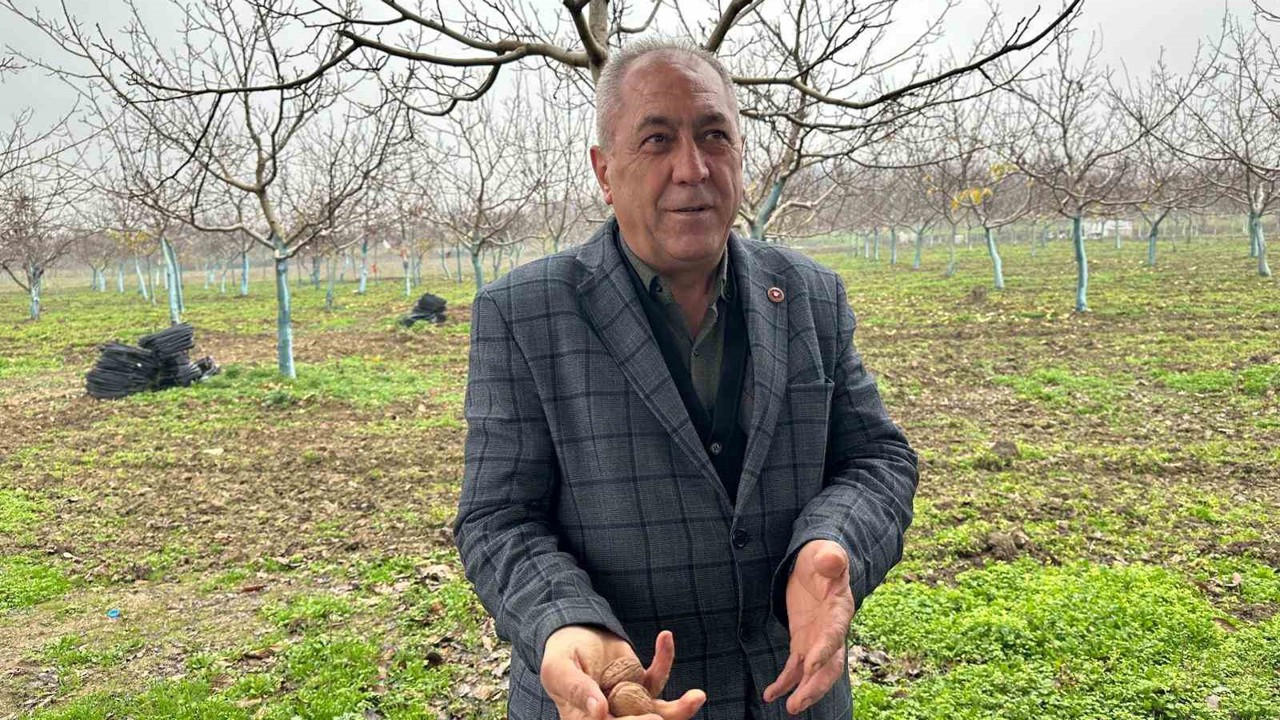 Cevizle yaşam şartları değişen köyde İstanbullular da bahçe kuruyor
