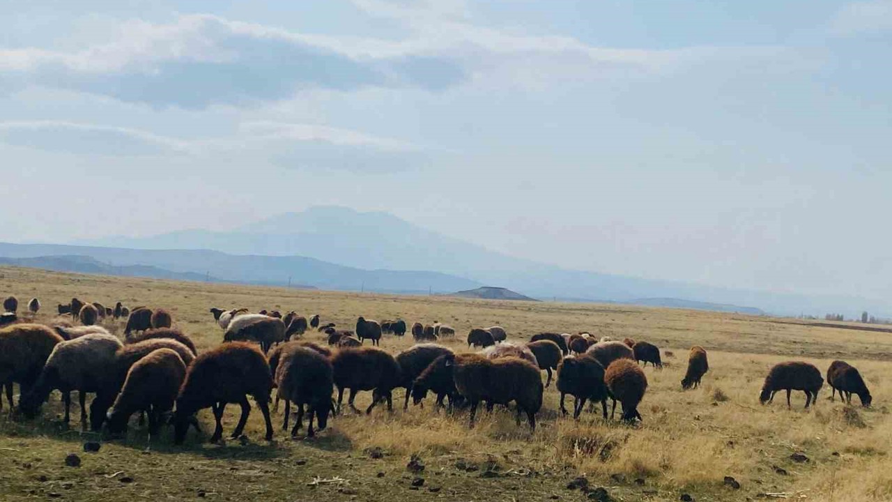 Ağrı’da ılıman iklim kış besicilerin yüzünü güldürdü

