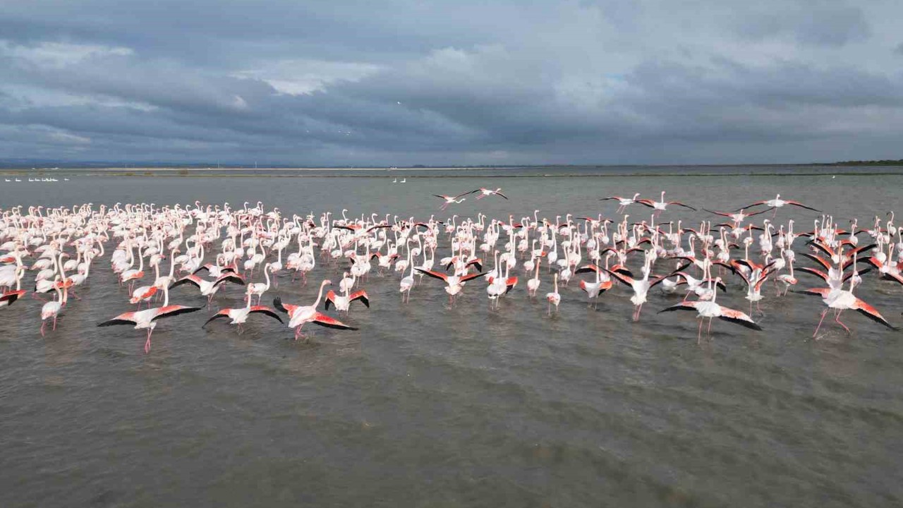 Enez Gala Gölü flamingolara ev sahipliği yapıyor
