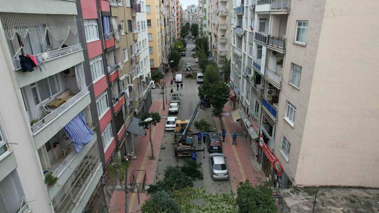Mersin’de ağaçlara kış bakımı
