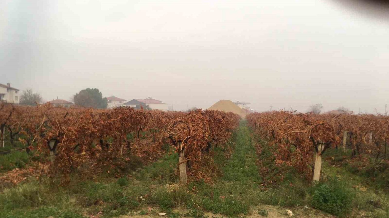 Sağanak yağmur çiftçileri sevindirdi
