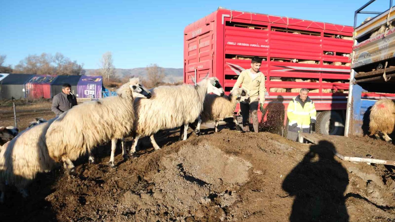Erzincan’da soğuk hava nedeniyle sürüler yayladan indirildi
