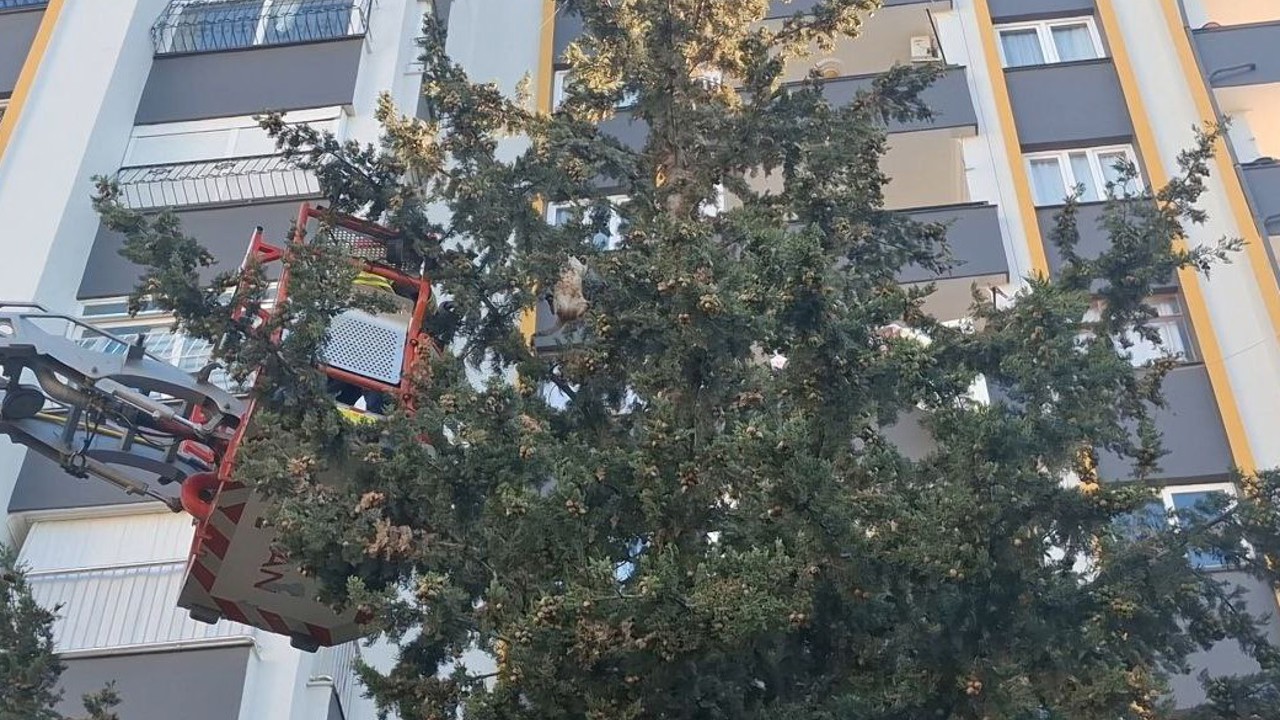 Köpekten kaçan kedi 3 gün ağaçta mahsur kaldı
