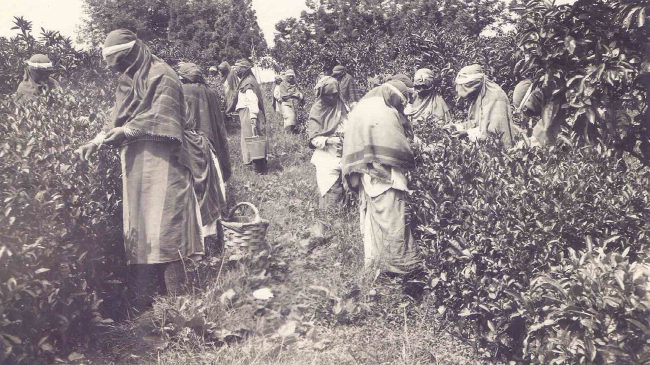 Ortaya çıkan arşiv Türk Çayı’nın tarihine ışık tutuyor
