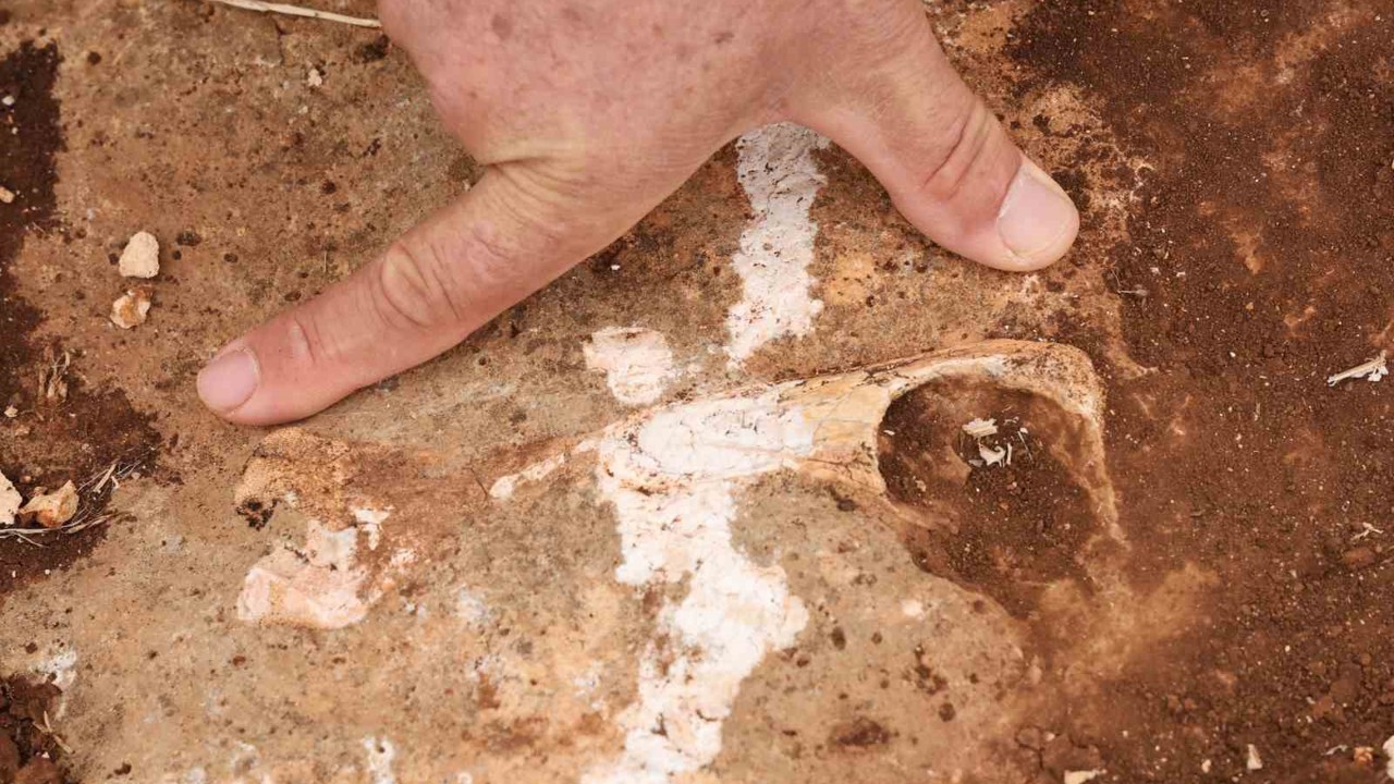 Diyarbakır’da yüz milyonlarca yıl önceye ait fosiller bulundu
