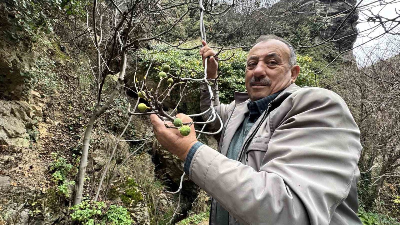 İncir ağacı Aralık ayında yeniden meyve verdi

