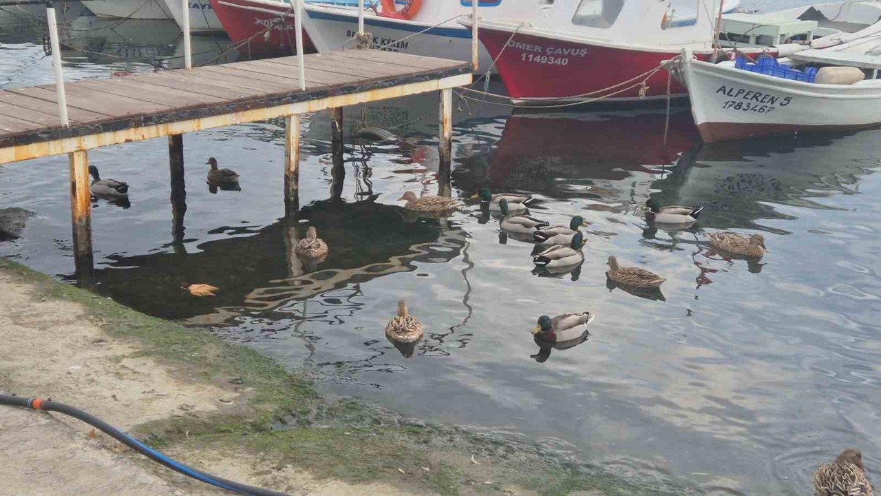 Limanın maskotu ördekler
