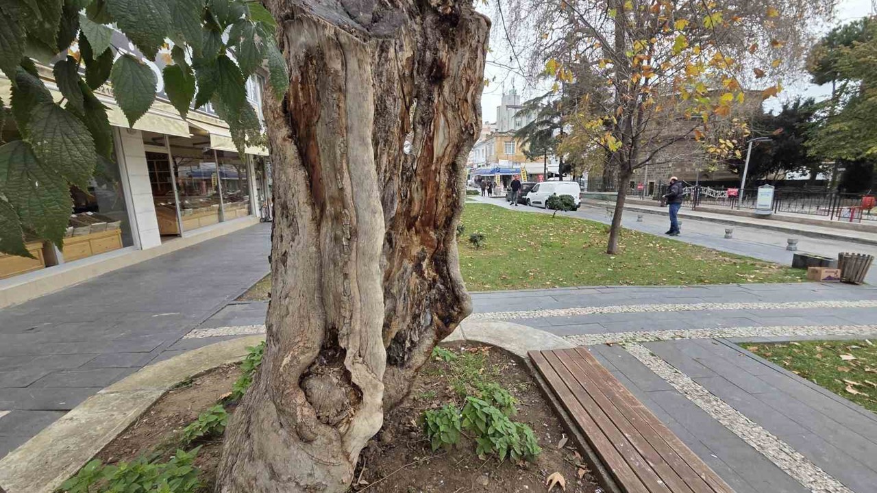 Şehirdeki 20 anıt ağaçtan biri olan çınar, gövdesi olmadan dış kabuğu üzerinde duruyor
