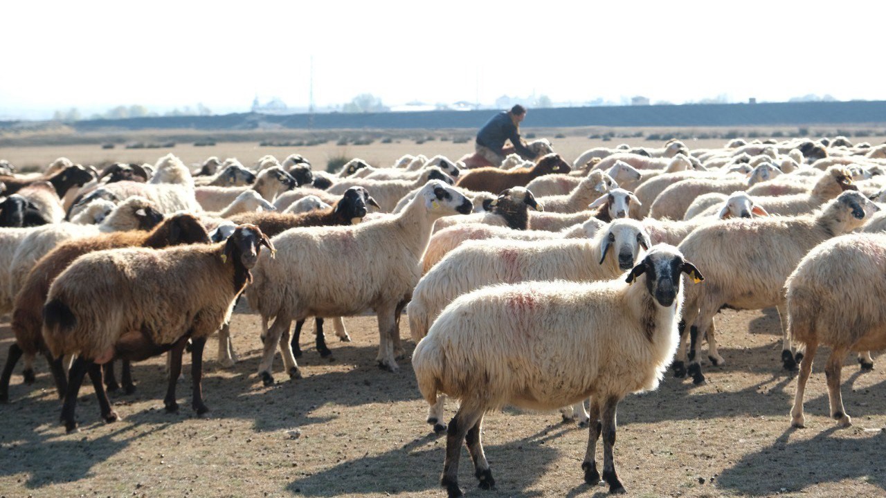 Erzincan’da sürüler merada
