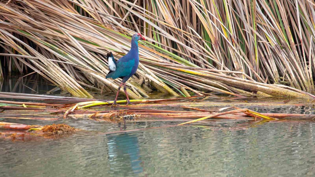 Nesli tehlikedeki ’saz horozu’ Göksu Deltası’nda görüntülendi
