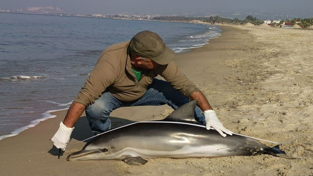 Kuşadası’nda yunus balığı karaya vurdu
