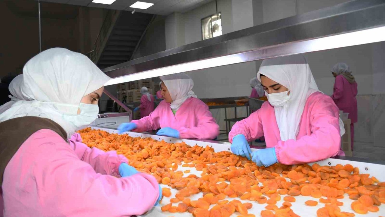 Malatya’da kuru kayısıda 11 ayda 275 milyon dolar gelir elde edildi
