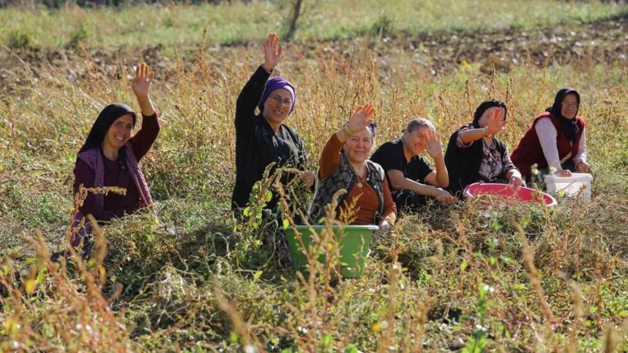 Samsun’da bitkisel ve hayvansal üretim destekleniyor
