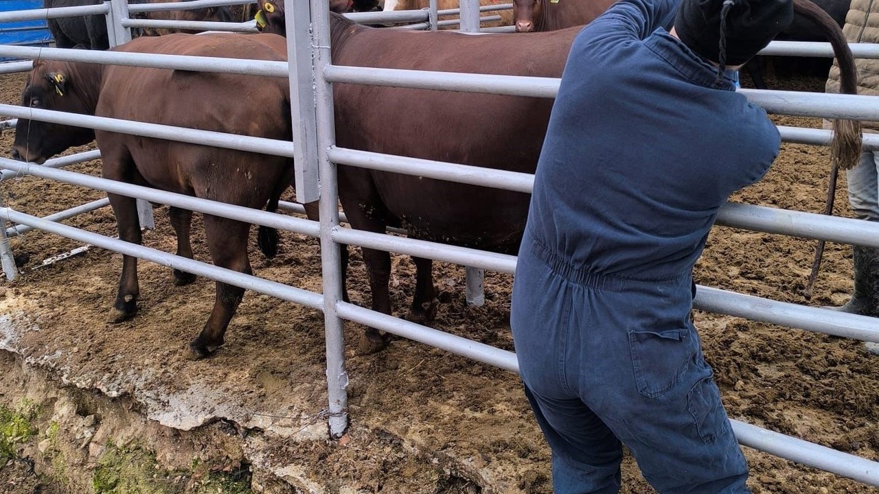 Kütahya’ya Brezilya’dan gelen ithal gebe düveler sağlık kontrolünden geçirildi
