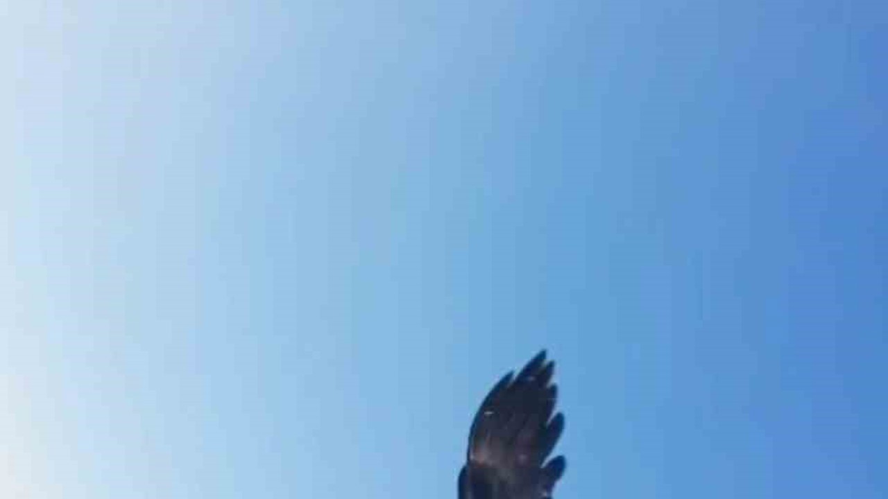 Kartal dronu kaptı, dağın zirvesine bıraktı: O anlar kamerada
