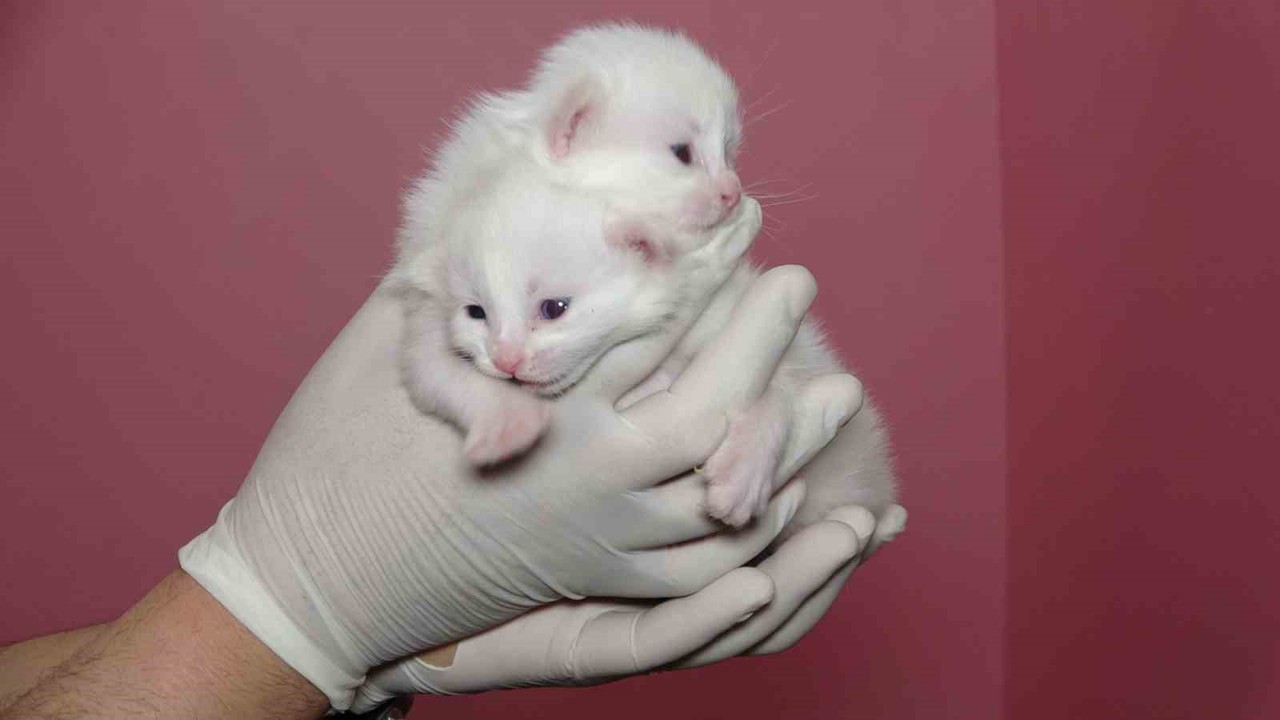 Van Kedi Villası’nda bu yıl 120 yavru dünyaya geldi
