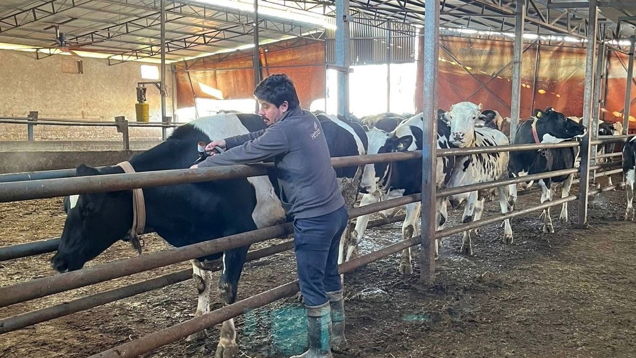 Tekirdağ’da şap aşısı çalışmaları aralıksız sürüyor
