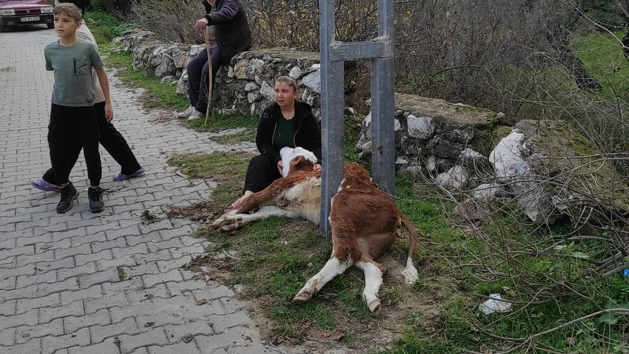 Aydınlatma direğine sıkışan buzağıyı itfaiye ekipleri kurtardı
