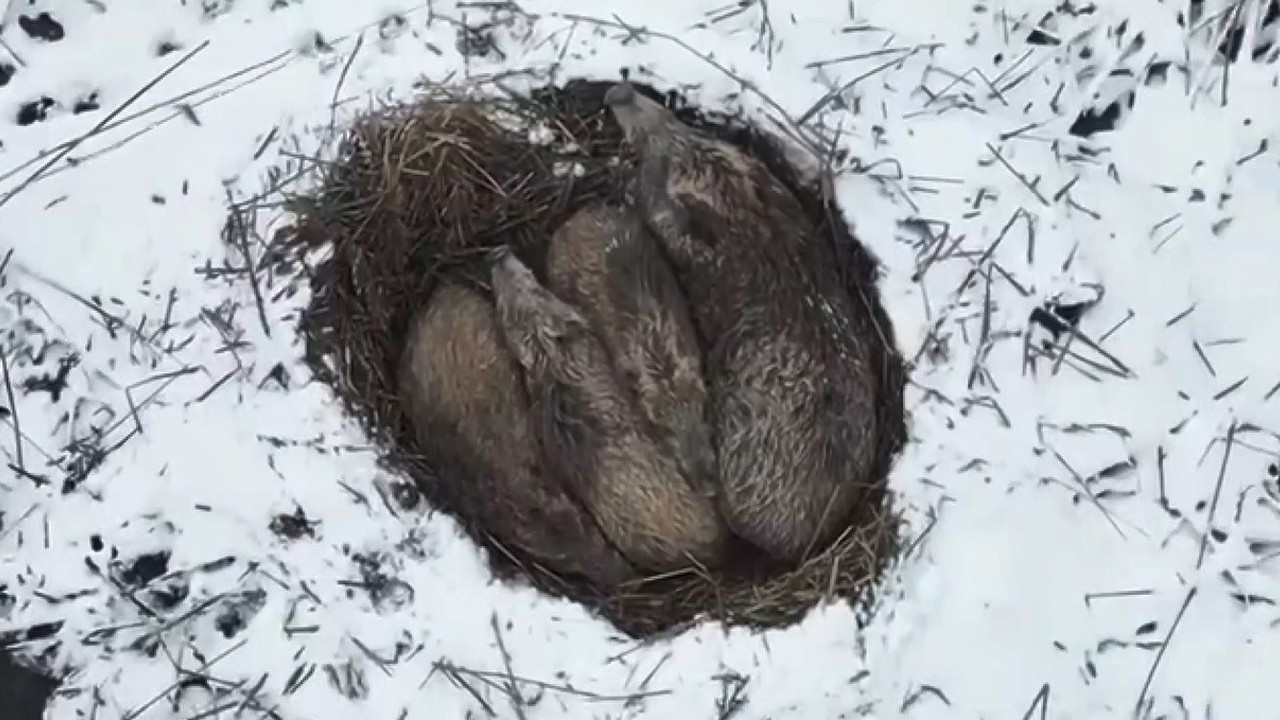 Kars’ta yumak halinde uyuyan domuz ailesi görüntülendi
