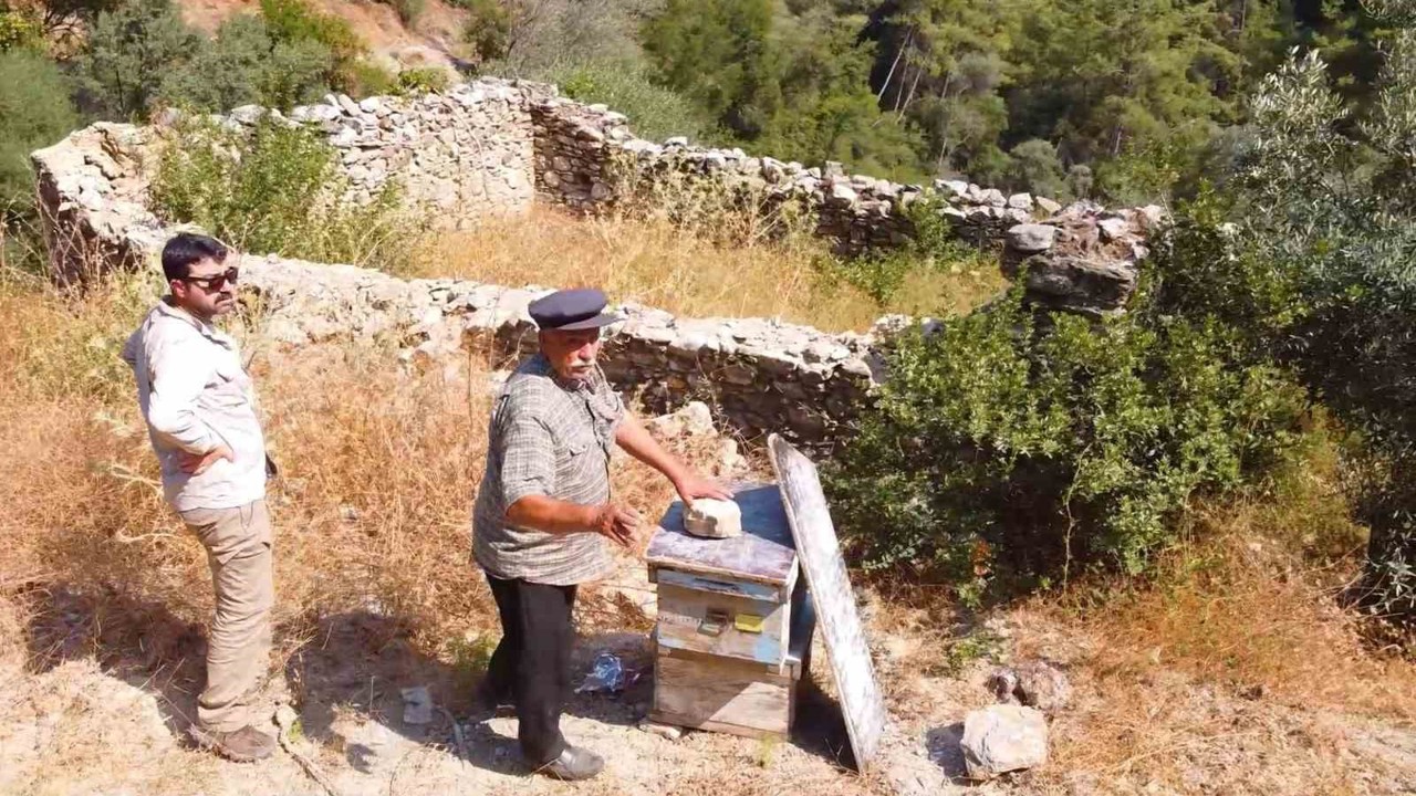 Muğla’da kovan barınakları tekrar ayağa kaldırılıyor

