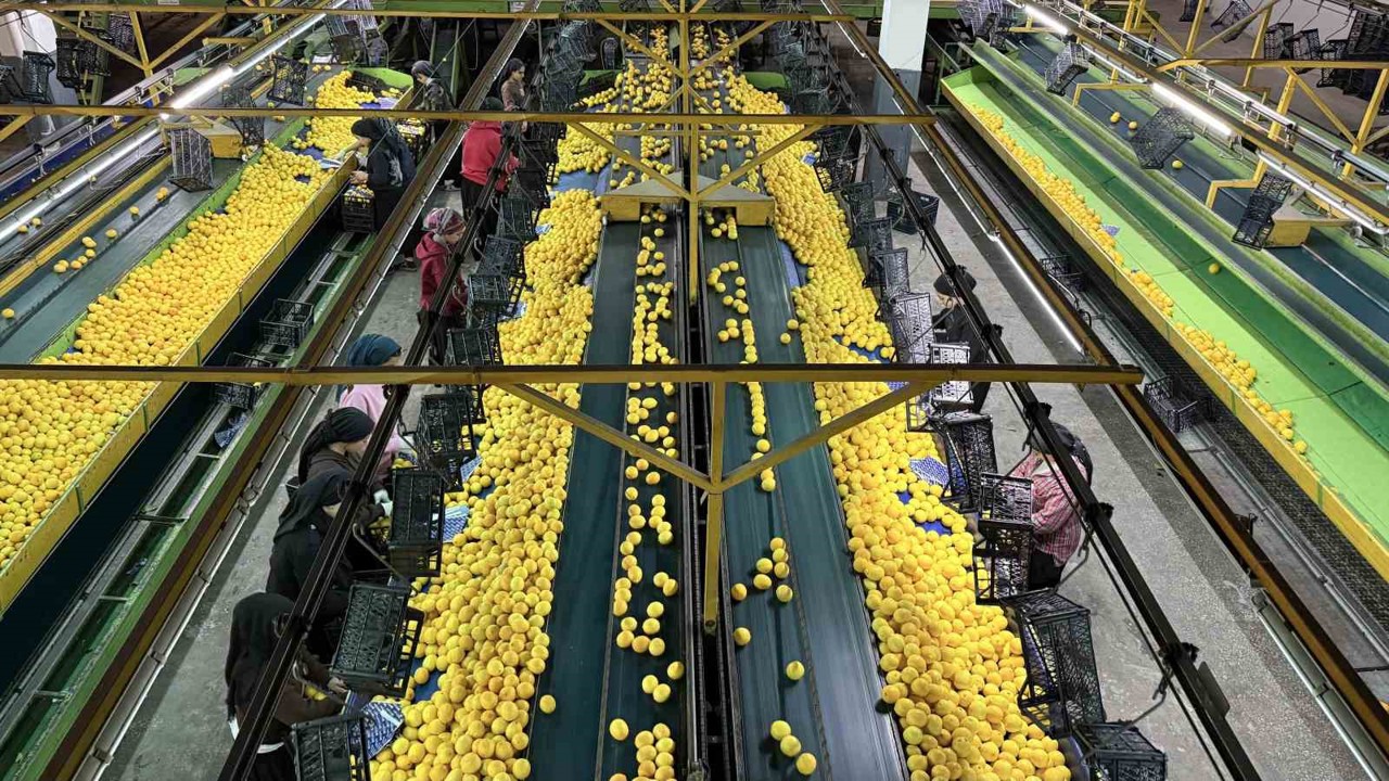 Yeni yıl öncesi narenciyede yoğun hasat
