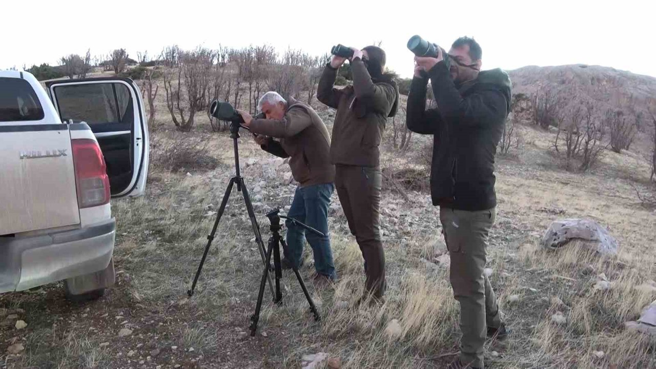 Adıyaman’da yaban keçileri tek tek sayılıyor
