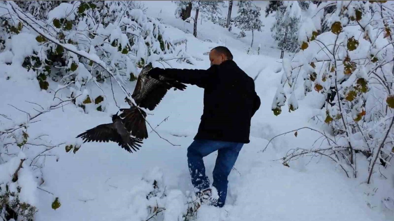 Kargayı atmacanın pençelerinden yoldan geçen vatandaşlar kurtardı

