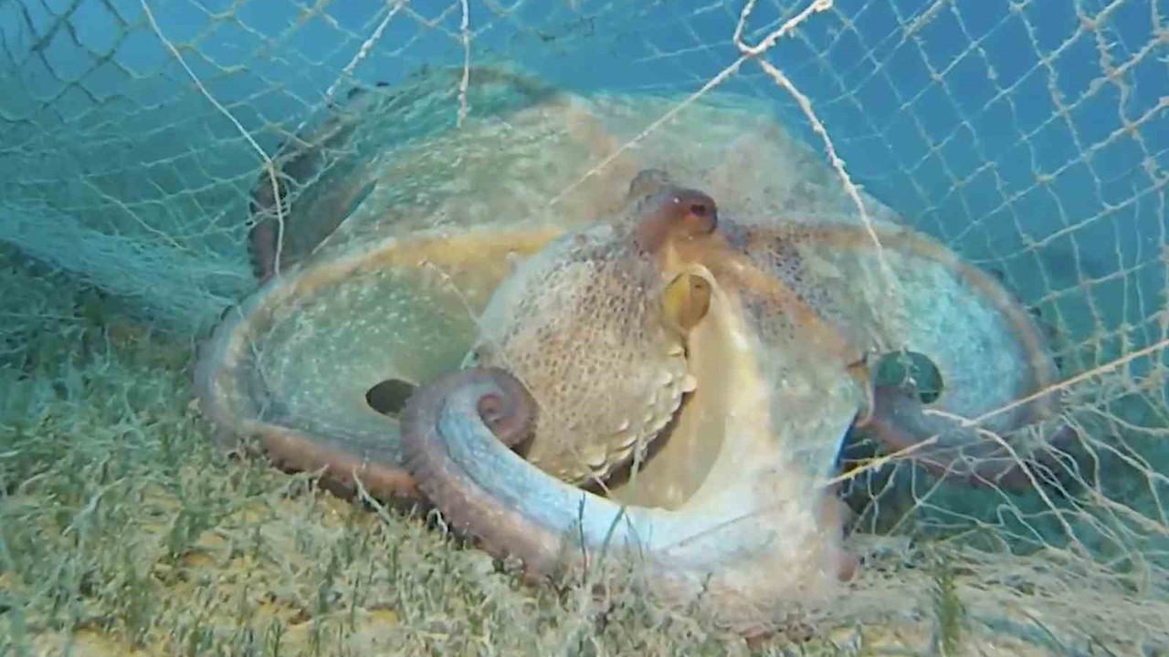 Hayalet ağlarla mücadelede 420 milyon metrekare alan tarandı
