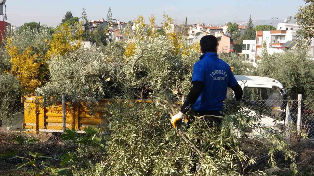 Toroslar Belediyesi zeytin ağaçlarını kesti, vatandaş tepki gösterdi
